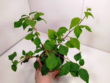 бугенвиллия appleblossom взрослая